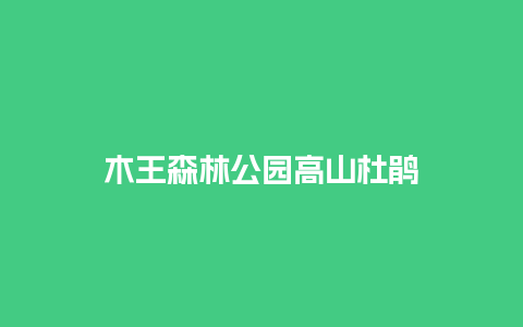 木王森林公园高山杜鹃