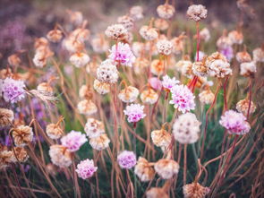 春花焰，一场生死虐恋